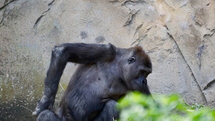 Gorilla at the Sydney Zoo habitat