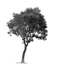 Silver Tree Isolated on Black Background Nature Art Graphic Design Element,