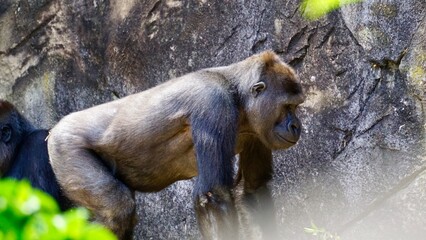 Gorilla at the Sydney Zoo habitat