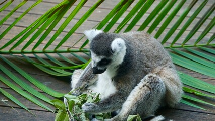 madagascar lemur sitting down and eating leaves