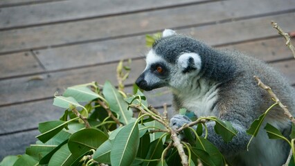 madagascar lemur sitting down and eating leaves