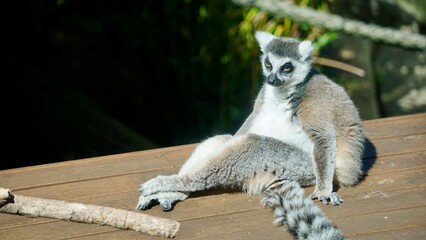 madagascar lemur sitting down