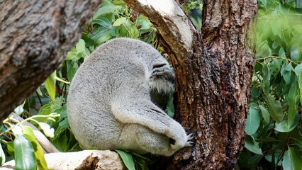 Koala bear sleeping curled up on a tree branch