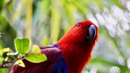 Vibrant colored parrot close up portrait