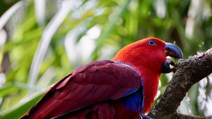 Vibrant colored parrot close up portrait