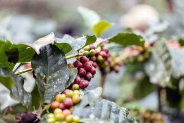 harvesting coffee berries by agriculture. Coffee beans ripening on the tree in North of Thailand