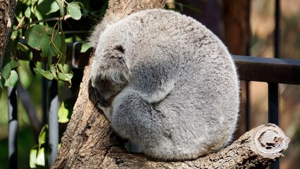 Closeup of a sleeping panda on the tree branch