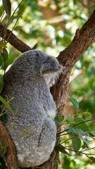 Closeup of a sleeping panda on the tree branch