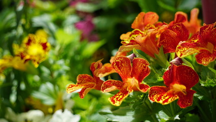 Closeup of orange and yellow flowers