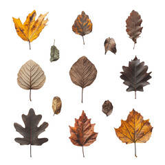 Dried autumn leaves collection nature botany fall foliage