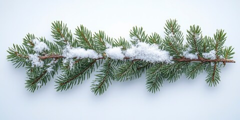 Obraz premium Snow-Covered Pine Branches on Light Background Close-Up View
