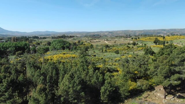 Green countryside with yellow wildflowers, rural landscape, Portugal. Aerial forward and sky for copy space
