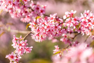 Wild Himalayan Cherry (Prunus cerasoides) or thai sakura flower