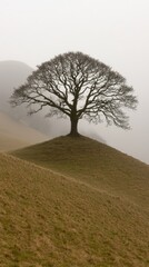 Obraz premium Solitary tree on a misty hillside, surrounded by rolling grasslands at dawn