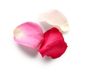 Beautiful colorful rose petals on white background