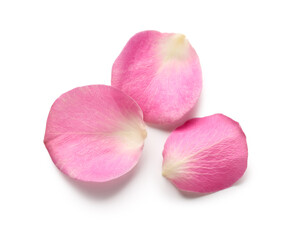 Rose petals on white background