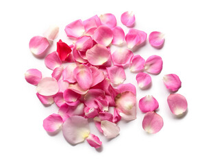 Many beautiful rose petals on white background