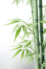 Naklejka premium Digital abstract green bamboo soft dreamy tones illustration graphic poster background