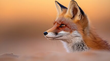 Obraz premium Red Fox Profile at Sunrise, Desert Landscape, Wildlife Photography, Nature Scene
