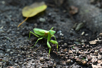 オオカマキリ Japanese Mantis