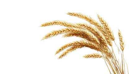 ears of wheat isolated on white background
