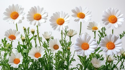 Obraz premium beautiful daisy flowers isolated on white background high quality png for design projects
