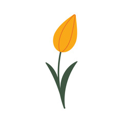Yellow tulip flower in doodle style. Snowdrop flower. Vector cartoon illustration isolated on white. Cartoon style. Vector Hand drawn outline illustration. Symbol of Turkey