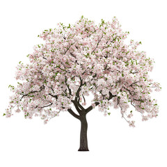 Beautiful Cherry Blossom Tree in Full Bloom Springtime Nature