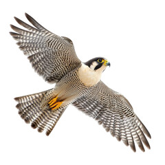Peregrine Falcon Soaring with Grace and Agility on Black Background.
