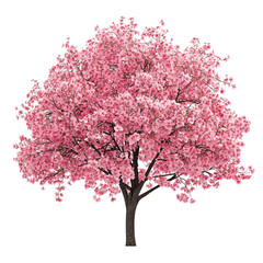 Obraz premium Pink Cherry Blossom Tree in Full Bloom Beautiful Spring Nature,