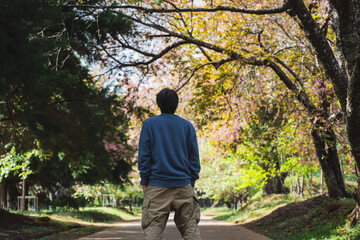 Fototapeta premium solo traveler in nature concept with asian man camping and sightseeing with pink cherry blossom tree in springtime season