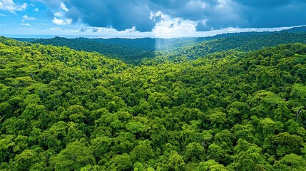 A beautiful view of a lush green forest canopy