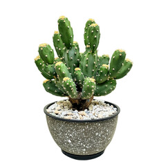 Green cactus in speckled pot succulent plant home decor desert plant botanical beauty nature indoor plant