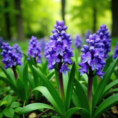 Hyacinths sway gently in the breeze amidst lush greenery, nature, lush
