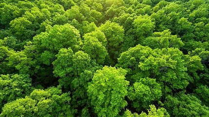 Aerial view shows a vibrant green forest canopy