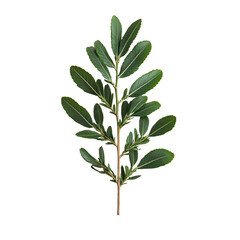 Green plant sprig isolated on black background botanical illustration nature greenery