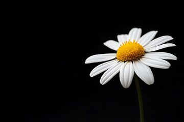 Beautiful white chamomile flower on a black background.