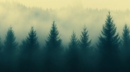 Fototapeta premium A serene forest scene with tall coniferous trees shrouded in mist, creating a tranquil and atmospheric landscape.