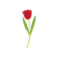 red tulip vector icon illustration
