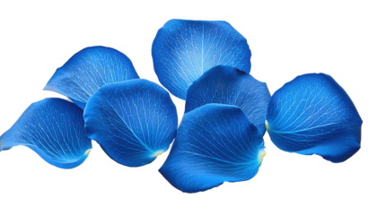 Blue Rose Petals Isolated on Transparent Background