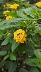 yellow flower in the garden