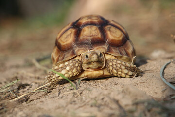 African Sulcata Tortoise Natural Habitat,Close up African spurred tortoise resting,cute animal