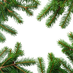 Evergreen branches frame black background natural winter greenery border design
