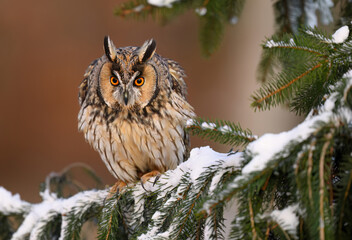 Long eared owl ( Asio otus ) close up