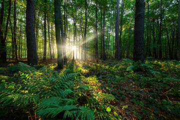 Fototapeta premium Beautiful sunny morning in green forest