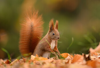 Red squirrel ( Sciurus vulgaris ) close up