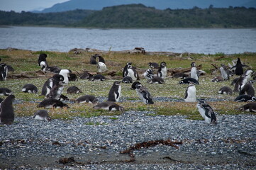 Group of penguins on an islet in Beagle Channel, Patagonia