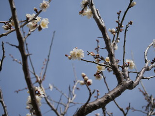 白い梅の花が咲いている