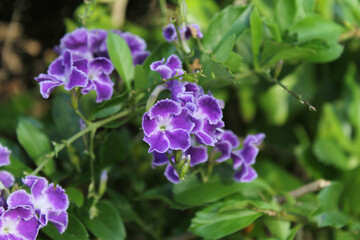 Purple and white flowers on a geisha girl (duranta) plant in a garden