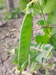 Pea plant flowers in my garden or Pisum sativum flower in white color 